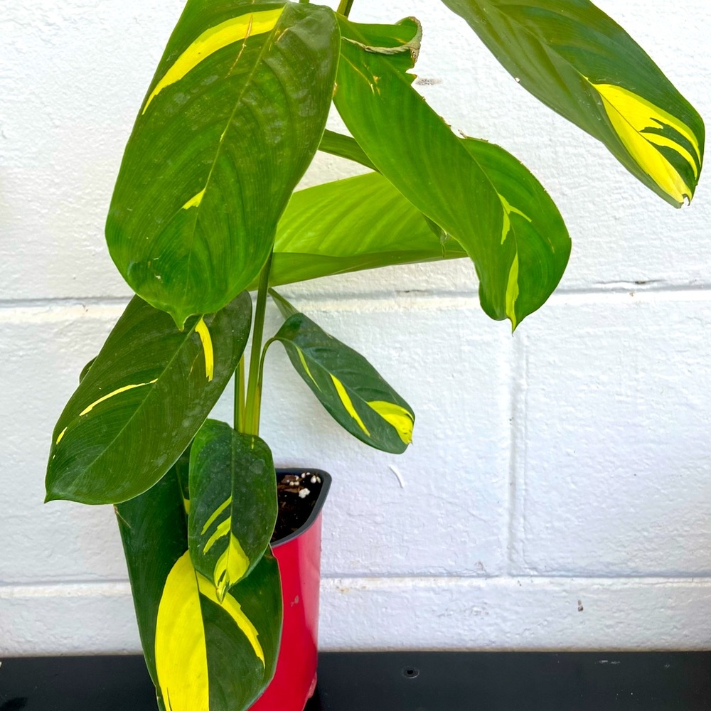 Maranta lubbersiana (never never plant) 🌿